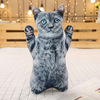 stand cat