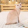 khaki cat