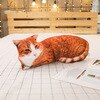 brown cat