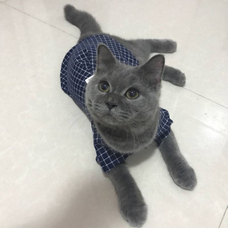 Cat’s Plaid Patterned Shirt Cats Clothing