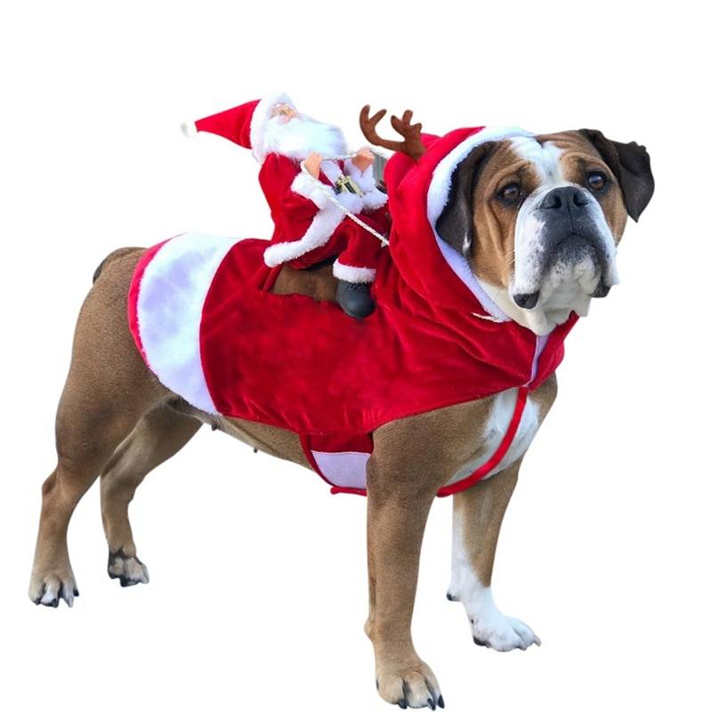 Dog's Christmas Themed Costume